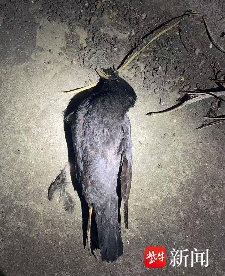 皇冠信用盘正网
_每天下班“弹弓打鸟”皇冠信用盘正网
，冰箱内“攒”44只待食，“馋嘴男”涉刑事犯罪