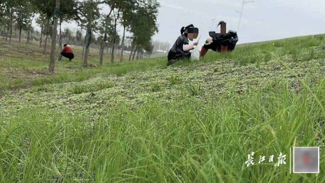 皇冠信用盘账号开通
_下雨也要挖皇冠信用盘账号开通
，有人跑遍武汉三镇！专家：不建议吃