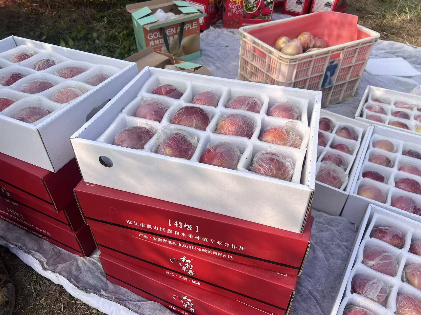 信用网怎么开户
_“淮北为啥不种橘子信用网怎么开户
？”果农：因为我们有更甜的王牌