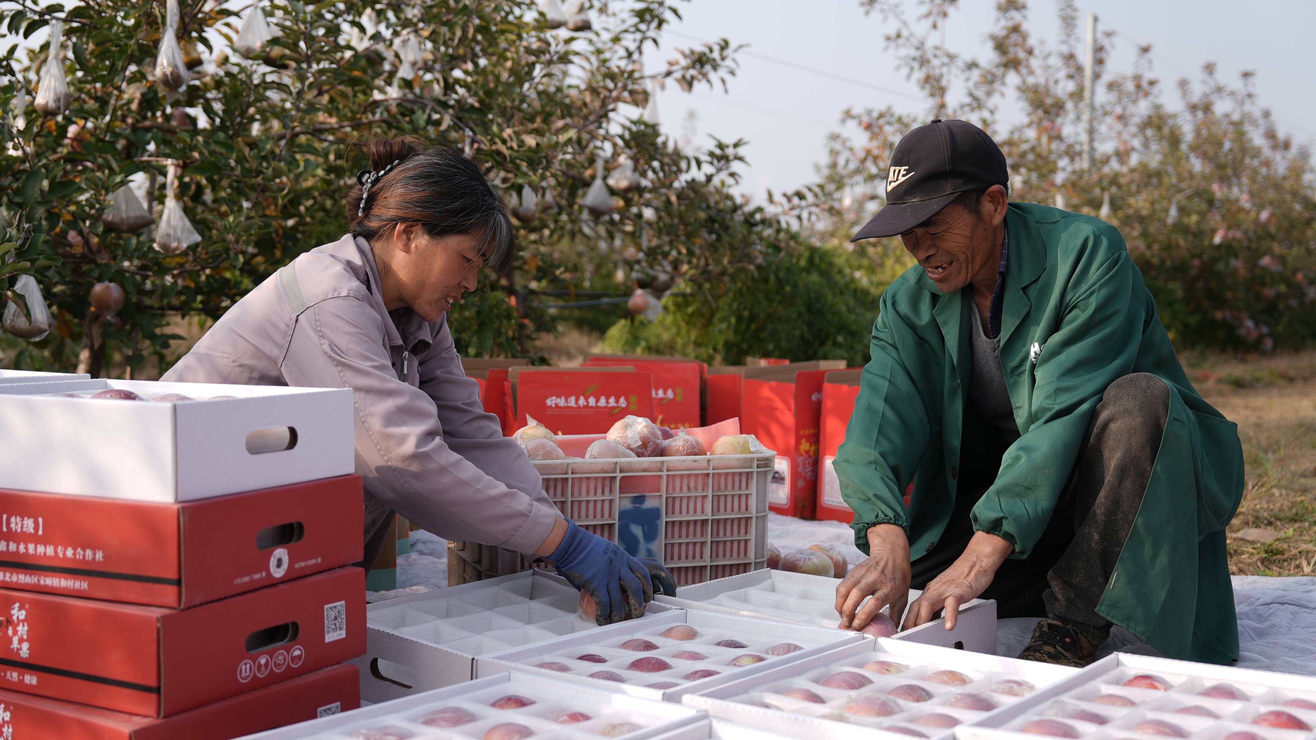 信用网怎么开户
_“淮北为啥不种橘子信用网怎么开户
？”果农：因为我们有更甜的王牌