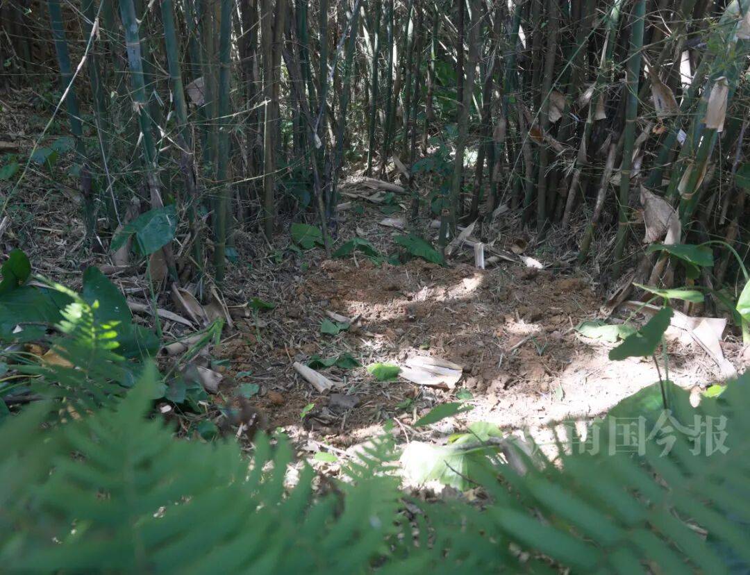 皇冠信用网登3代理
_柳州钓鱼阿叔竹林挖蚯蚓皇冠信用网登3代理
,竟挖出千年前的“大宝贝”!