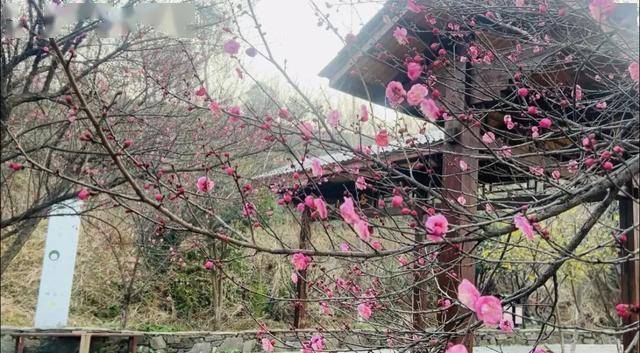 阿尔巴尼亚超级联賽_太突然！武汉正大量出现阿尔巴尼亚超级联賽，不用等到春节